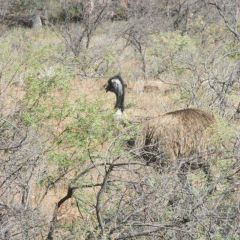 1_australien_056