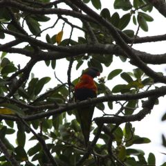 australien_023