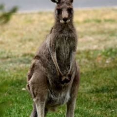 australien_024