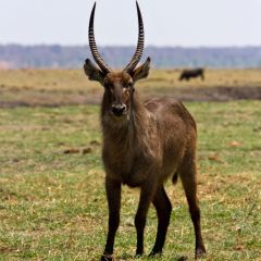 botsuana_015