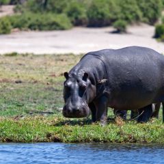botsuana_016