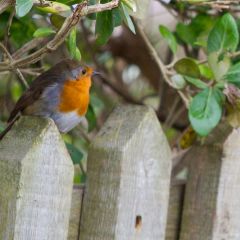 england_014