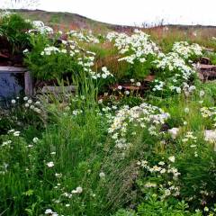 groenland_009