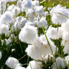 groenland_011