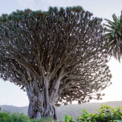 kanaren_024