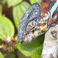 madagaskar_001