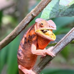 madagaskar_002