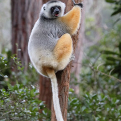 madagaskar_003