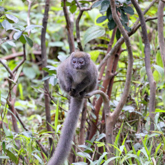 madagaskar_004