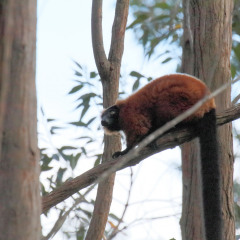 madagaskar_005