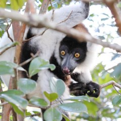 madagaskar_006
