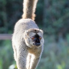 madagaskar_007