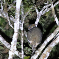 madagaskar_011