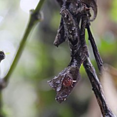 madagaskar_022