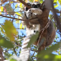 madagaskar_026