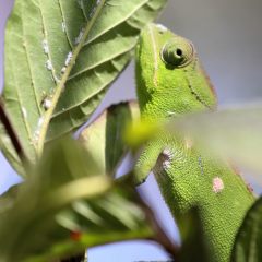 madagaskar_027