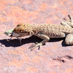 madagaskar_032