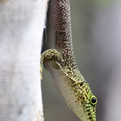 madagaskar_037