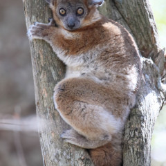 madagaskar_038