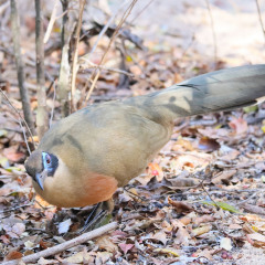 madagaskar_039