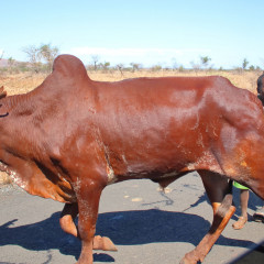 madagaskar_041