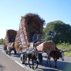 madagaskar_043