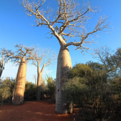 madagaskar_045