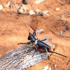 madagaskar_047