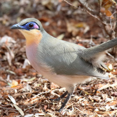 madagaskar_048