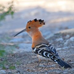 madagaskar_050