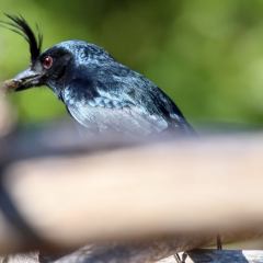 madagaskar_052