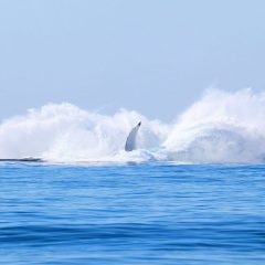 madagaskar_057