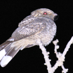 madagaskar_065