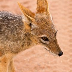 namibia_010