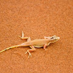 namibia_012