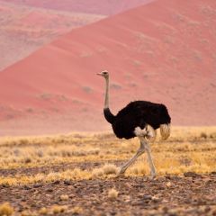 namibia_015