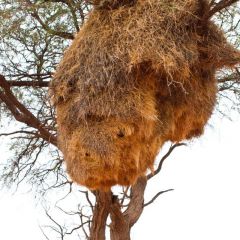 namibia_017