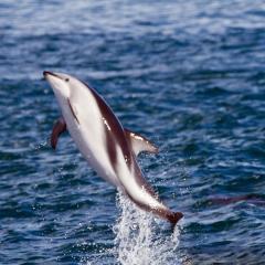 neuseeland_014