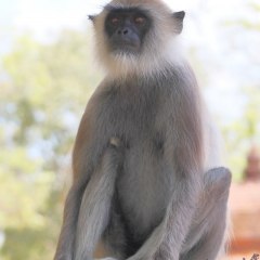 srilanka_019