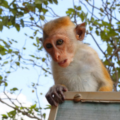 srilanka_028