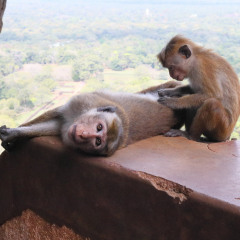 srilanka_029
