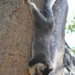 srilanka_030