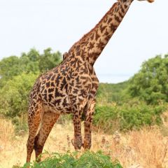 tansania_020