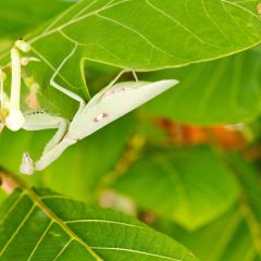 thailand_006