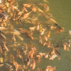 vietnam_030