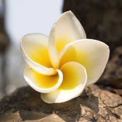 vietnam_040